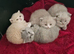 Beautiful  British shorthair girl ready for new hone