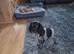 Beautiful blue roan cocker spaniel