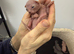 Beautiful Blue-Eyed Cream/Lilac Sphynx Girl &ndash; TICA Registered