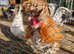 Polish frizzle cockerel