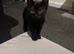 2 kittens looking for their forever home