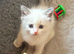 Pet microchipping and services