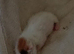 Beautiful newborn kittens ready in several weeks
