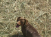 Miniature Dachshund