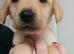 3 female labrador retriever puppies