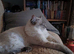 Handsome Blue Tabby Lynx Ragdoll