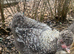 Silkie cockerels