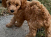 Cavapoo boy pup