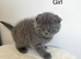 Scottish Fold kittens