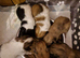 6 Beautiful 3/4 chihuahua 1/4 pomeranian puppies