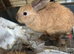No time wasters please if these are still showing they are still available. I have 2 bunnies looking for a loving home. They can go separate