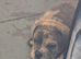British bulldog cross staff