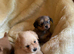 Beautiful Dachshund x Pomeranian Puppies