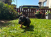 BEAUTIFUL MINITURE DACHSHUND BABIES