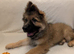 KC Reg, long coated GSDs, Leicestershire