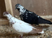 Pair of pigeons for sale