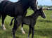 Irish Draught Colt
