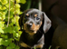 Miniature Dachshund Puppies