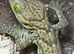 Smiths Green Eyed Gecko