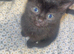 Kittens for sale