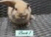 Beautiful Mini Lop baby’s looking for a new .