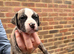 Beautiful mixed breed pups