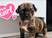 F1b Cocker Pug Puppies Boy & Girl