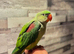 Handreared Alexanderine parrot