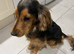 FOR STUD KC REG SHOW COCKER SPANIEL