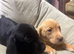 Beautiful KC registered Labrador's