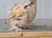 Young pekin bantam hens