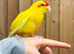 Kakarikis