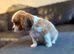 CAVALIER KING CHARLES PUPS KC REG READY NOW