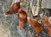 Chickens warren