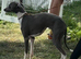 Italian greyhound pups