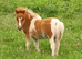 Eye-catching Registered Miniature Shetland Colt Foal