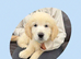Golden Retriever Puppies