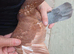 Chocolate Melueman Racing Pigeon Cock Bird
