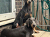 Beautiful Blue and Tan Female Doberman