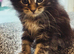 Maine coon x Scottish straight(URGENT)