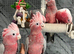 Baby Handreared Super Tame Cuddly Friendly Galah Cockatoo Parrot,1
