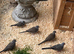 Diamond dove youngsters.