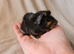 Male and female guinea pigs