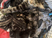 Two cute half main coon kittens