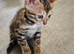Pure bengal kittens ready to leave now