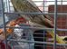 Cockertiel pearl