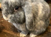 Female mini lop
