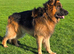 Beautiful longhaired German sheperd boy