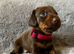 Absolutely gorgeous super miniature dachshunds