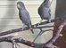 Lovely black face budgies pair